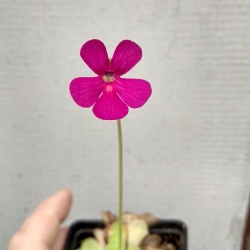 Pinguicula 