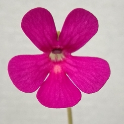 Pinguicula