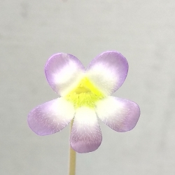 Pinguicula agnata 