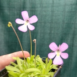 Pinguicula gracilis x Pinguicula moctezumea