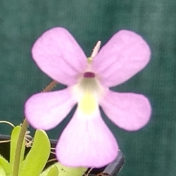 Pinguicula moctezumae x Pinguicula gracilis 