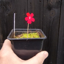 Pinguicula laueana ,, Tricolor,,