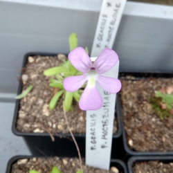 Pinguicula gracilis x Pinguicula moctezumea