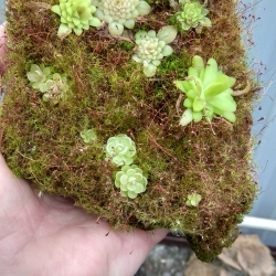 Pinguicula na tufe