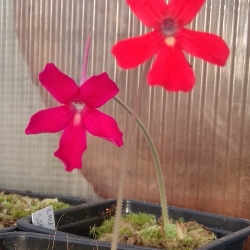 Pinguicula laueana 