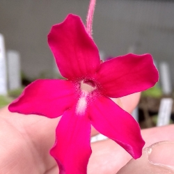 Pinguicula laueana 