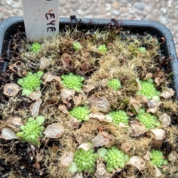 Pinguicula, BCP Golden Eye,