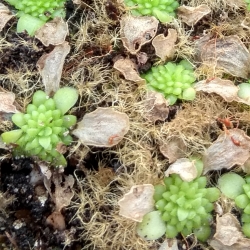 Pinguicula, BCP Golden Eye,