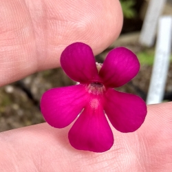 Pinguicula ehlersiae x laueana 