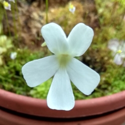 Pinguicula moranensis,,White,,