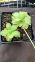 Pinguicula ibarrae