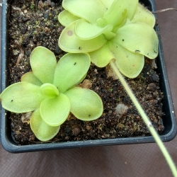 Pinguicula ibarrae 