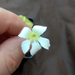 Pinguicula ibarrae 