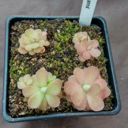 Pinguicula,, Johanna,,