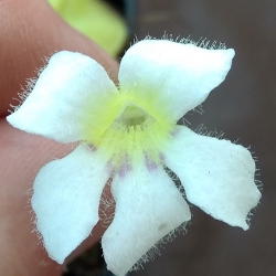 Pinguicula ibarrae 