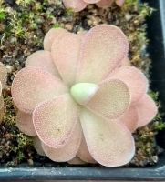 Pinguicula ,,Johanna,,