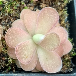 Pinguicula,, Johanna,,