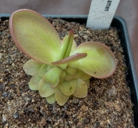 Pinguicula laueana GF x cyclamen