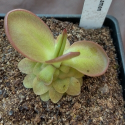 Pinguicula GF x cyclamen 