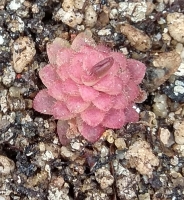 Pinguicula laueana x Pinguicula crassifolia