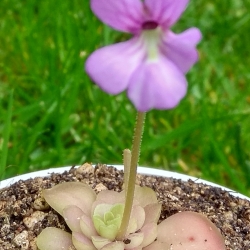 Pinguicula esseriana  x Pinguicula potosiensis