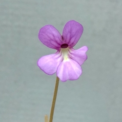 Pinguicula esseriana  x Pinguicula potosiensis