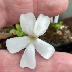 Pinguicula moranensis,,White,,