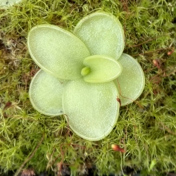 Pinguicula ,BCP Golden Eye,