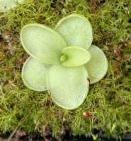 Pinguicula , BCP Golden Eye,