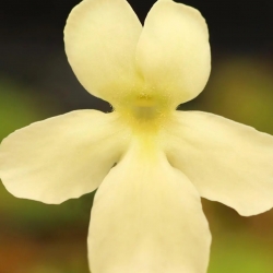 Pinguicula ,BCP Golden Eye,