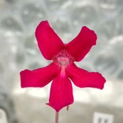 Pinguicula laueana Geranium Flower x Pinguicula moranensis,,Cyclamen,,