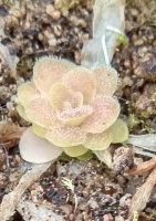 Pinguicula gypsicola x Sethos x debbertiana 