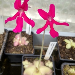 Pinguicula laueana GF1 x Pinguicula moranensis cyclamen 