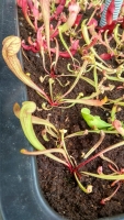 Sarracenia purpurea x Sarracenia alata semenáč