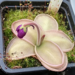 Pinguicula moranensis,, Felix,,