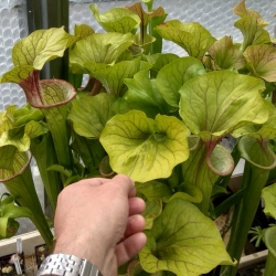 Sarracenia flava ornata x Sarracenia oreophila