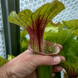 Sarracenia flava ornata x Sarracenia oreophila