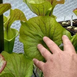 Sarracenia flava ornata x Sarracenia oreophila