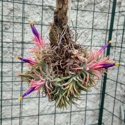 Tillandsia ionantha Mexiko Tepostlan 