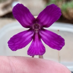 Pinguicula moranensis,, Felix,,