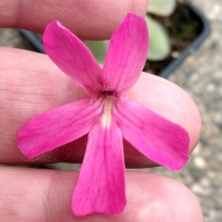 Pinguicula moranensis,, White,, x Pinguicula laueana SP3