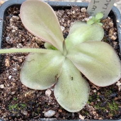 Pinguicula moranensis,, White,, x Pinguicula laueana SP3