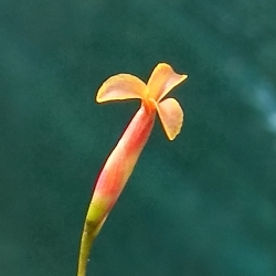 Tillandsia rectangula