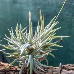 Tillandsia rectangula