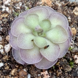 Pinguicula cyclosecta