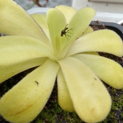 Pinguicula agnata 