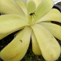 Pinguicula agnata 