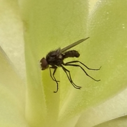 Pinguicula agnata 