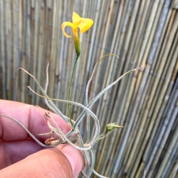 Tillandsia crocata x Tillandsia bandensis 