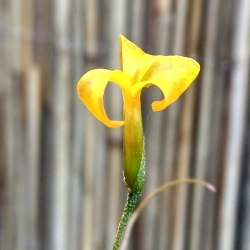 Tillandsia crocata x Tillandsia bandensis 